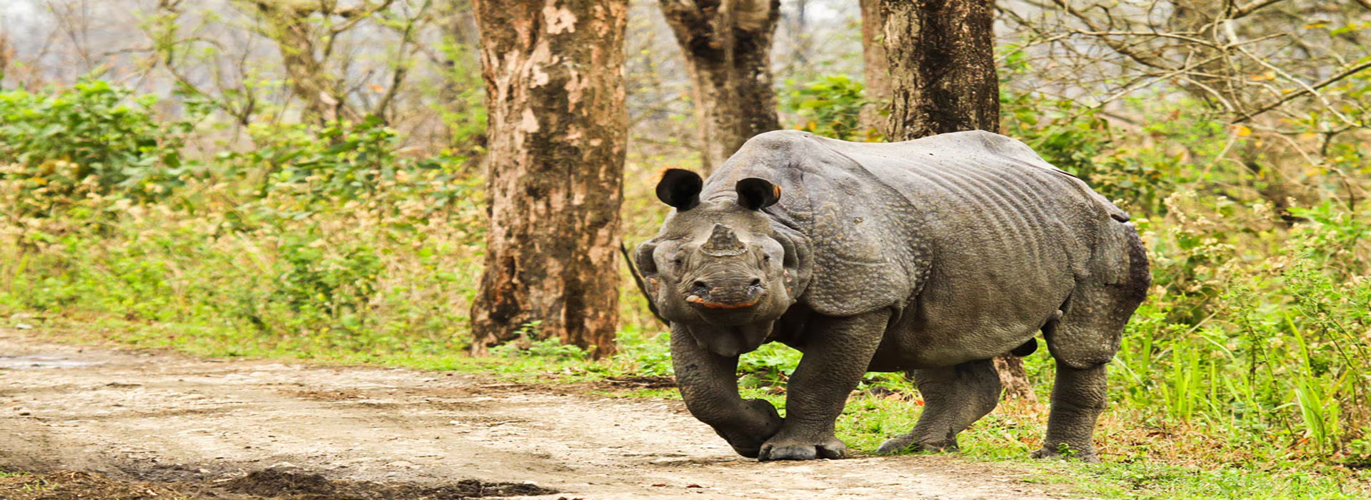 Kaziranga Rhino Tour